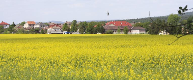 Pohled na Cheznovice přes řepkové pole